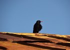 Alpenkraai (red billed chough)(Pyrrhocorax pyrrhocorax centralis) - Gurvanbulag 14-08-2016